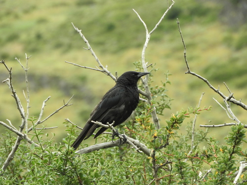 Austral Blackbird (Curaeus curaeus), photo 9