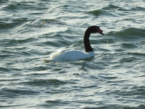 Black-necked Swan (Cygnus melancoryphus), photo 5