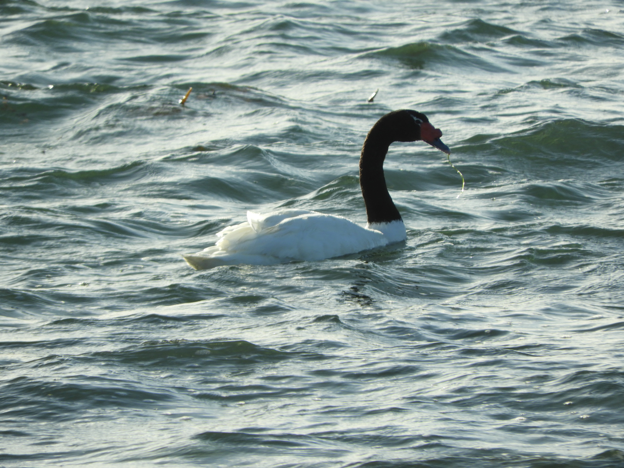 Black-necked Swan (Cygnus melancoryphus), photo 5