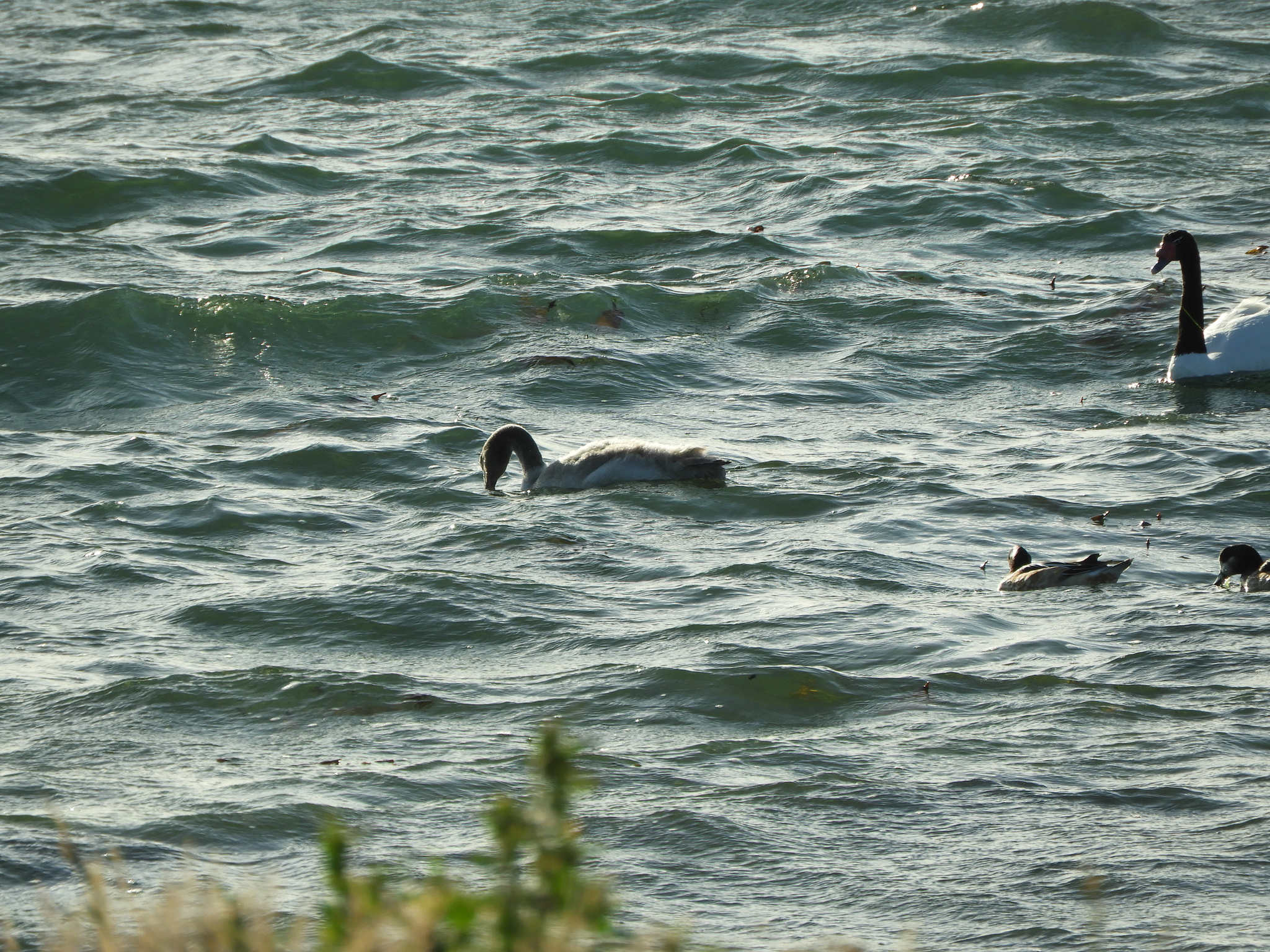 Black-necked Swan (Cygnus melancoryphus), photo 8