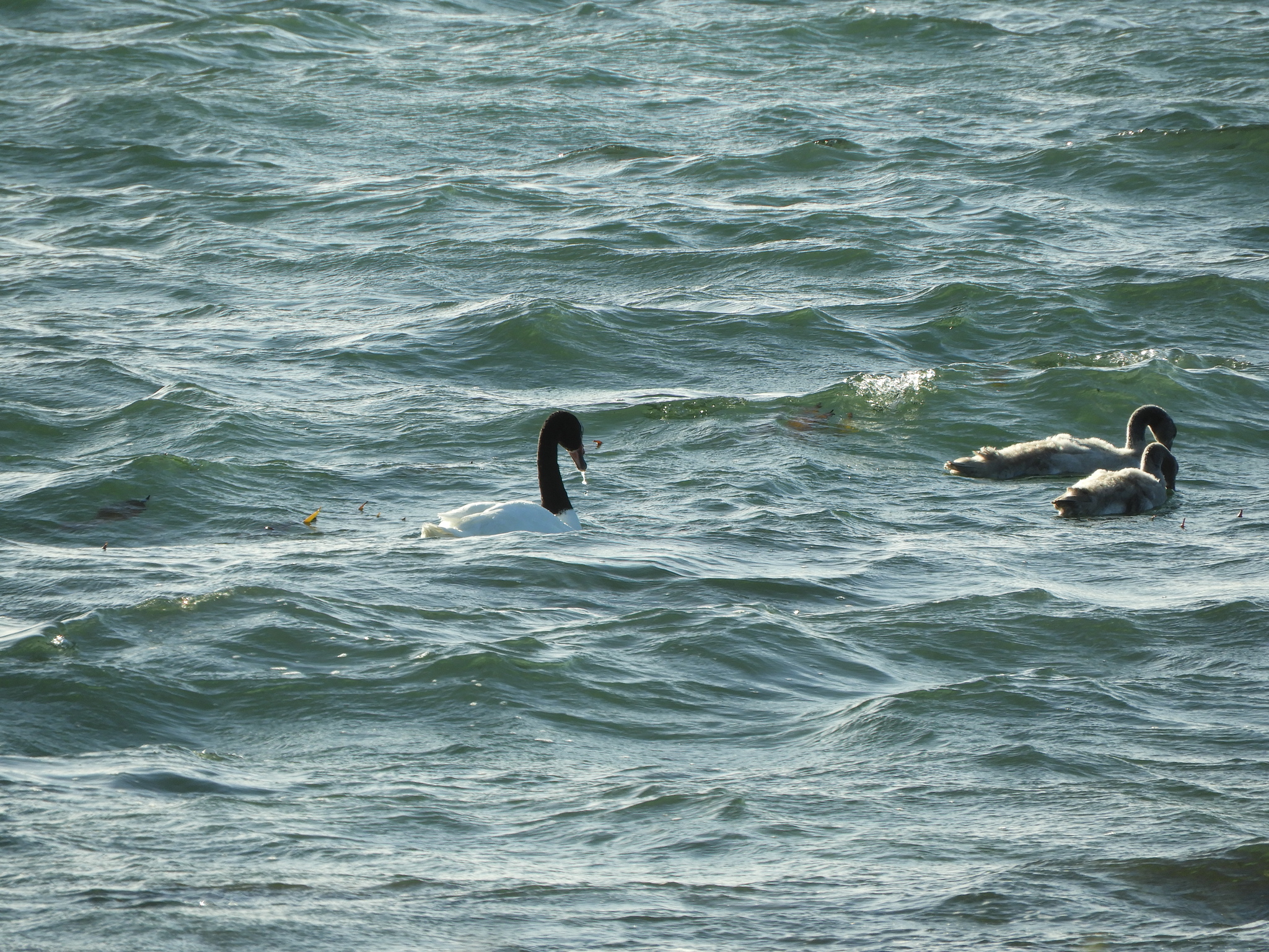 Black-necked Swan (Cygnus melancoryphus), photo 7