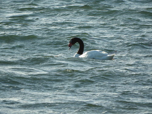 Black-necked Swan (Cygnus melancoryphus), photo 6