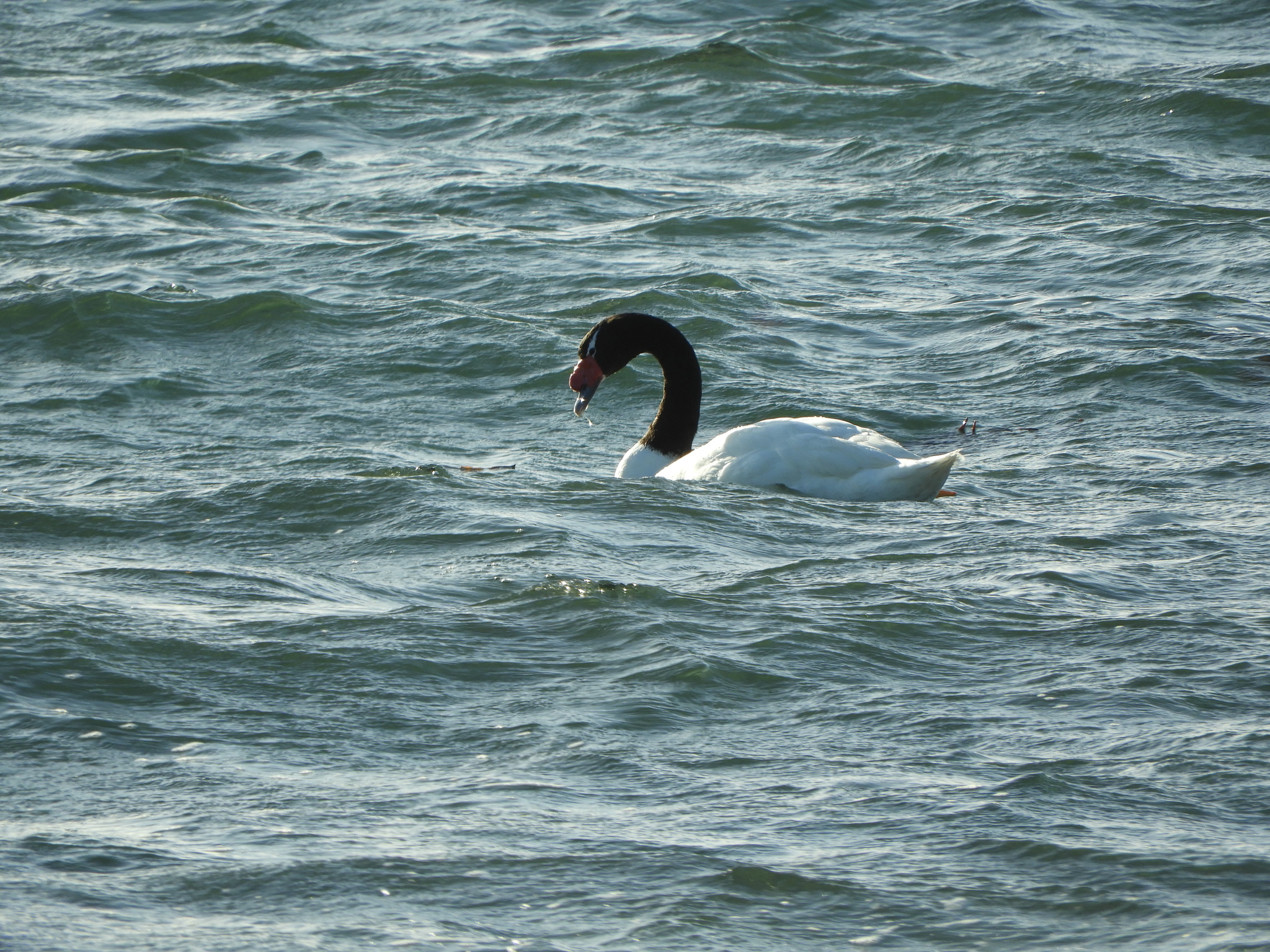 Black-necked Swan (Cygnus melancoryphus), photo 6