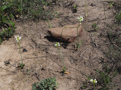 Ornithogalum dubium