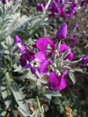 Matthiola incana incana