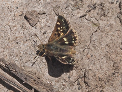 Ernsta sataspes