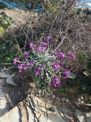 Matthiola incana incana