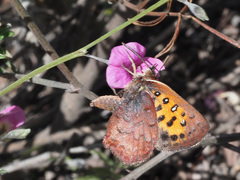 Aloeides aranda