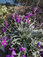 Matthiola incana incana