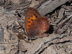 Aloeides aranda