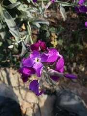 Matthiola incana incana