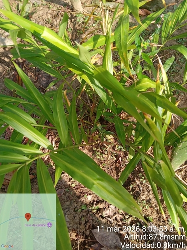 Zingiber officinale observed 2026-03-11