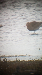 Limosa limosa islandica