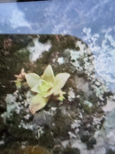 Dudleya stolonifera