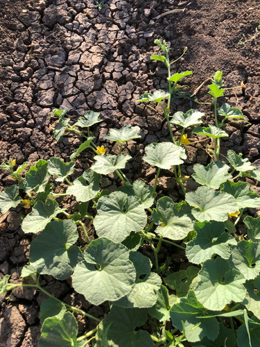 Muskmelon