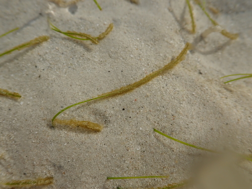 Halodule pinifolia observed 2020-02-23