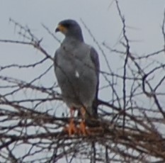 Melierax poliopterus