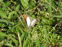 Colotis danae eupompe