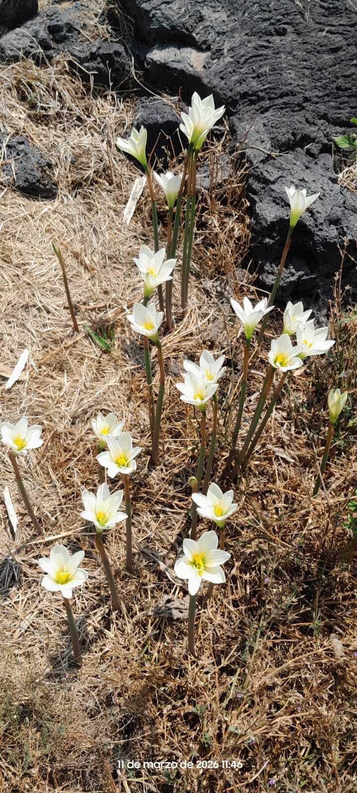 Rain lily