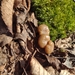 Sheathed Woodtuft from Albany Township, PA, USA on March 10, 2026 at 02:15 PM by Cecil Smith