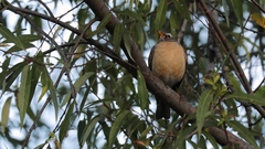Turdus migratorius confinis