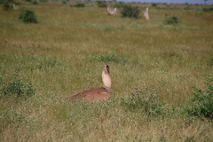 Ardeotis kori struthiunculus