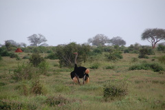 Struthio molybdophanes