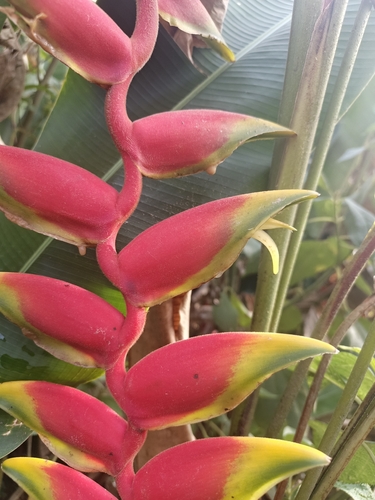 Heliconia rostrata