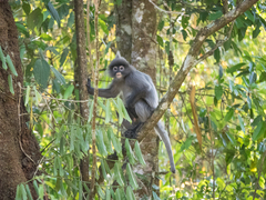 Trachypithecus crepusculus