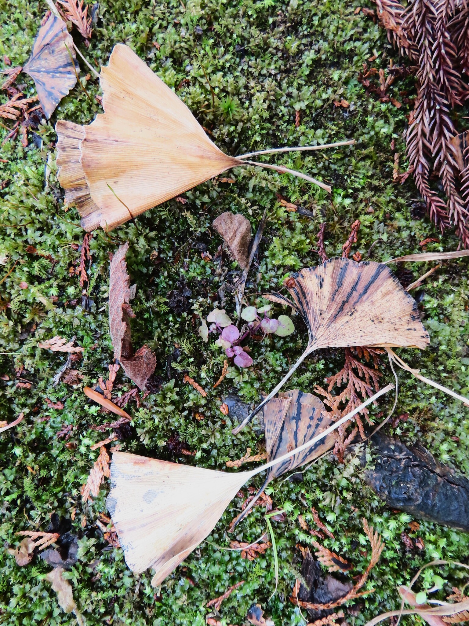 Ginkgo biloba