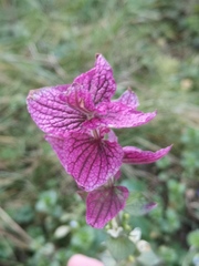Salvia viridis