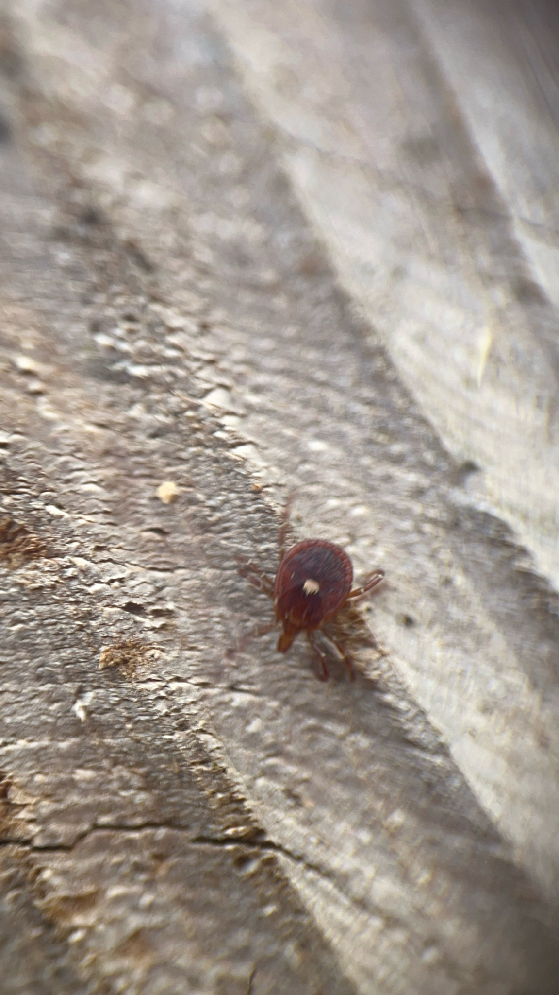 Amblyomma americanum Linnaeus, 1758