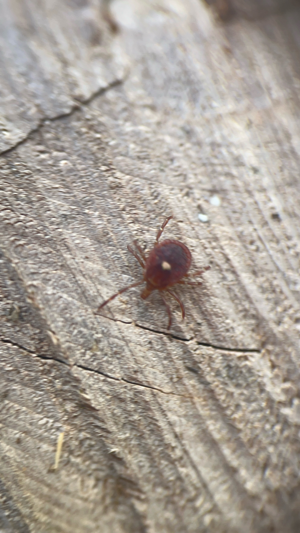 Amblyomma americanum Linnaeus, 1758