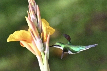 Purple-crowned Fairy (Heliothryx barroti), photo 9