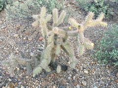 Cylindropuntia kelvinensis