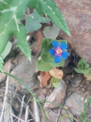 Anagallis