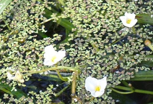 Strap-leaf sagittaria (Sagittaria kurziana)