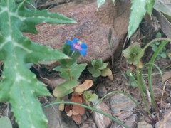 Anagallis