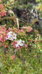 Escallonia virgata, photograph (c) Sebastián Saiter V., some rights reserved (CC BY)