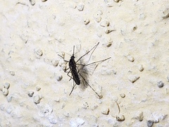 Aedes squamiger