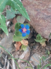 Anagallis