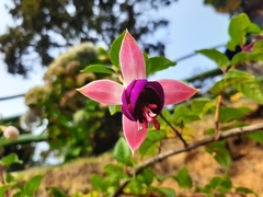 Fuchsia × hybrida