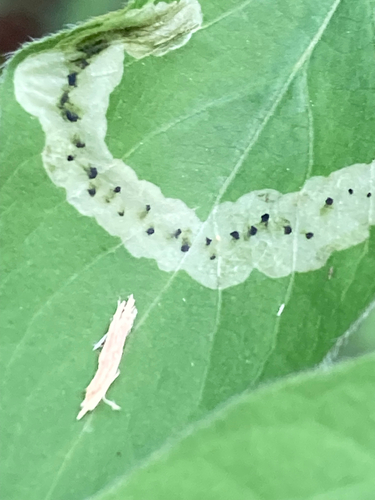 Unknown species found near Maryville, TN, US