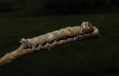 Allophyes oxyacanthae