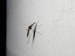 Aedes squamiger