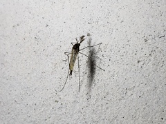 Aedes squamiger