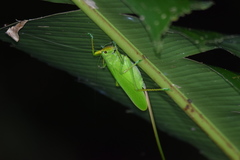 Copiphora cultricornis