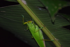 Copiphora cultricornis