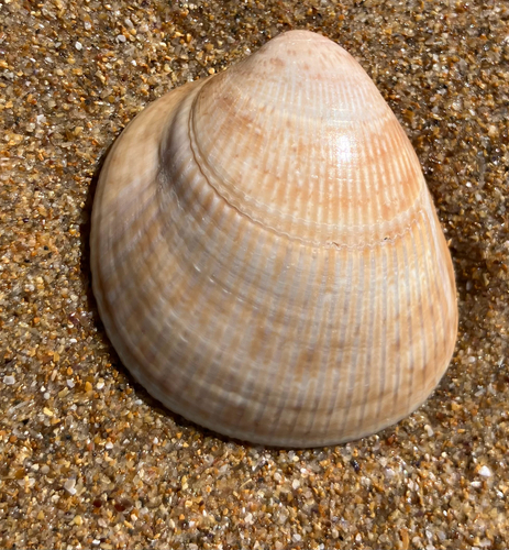 Laevicardium crassum