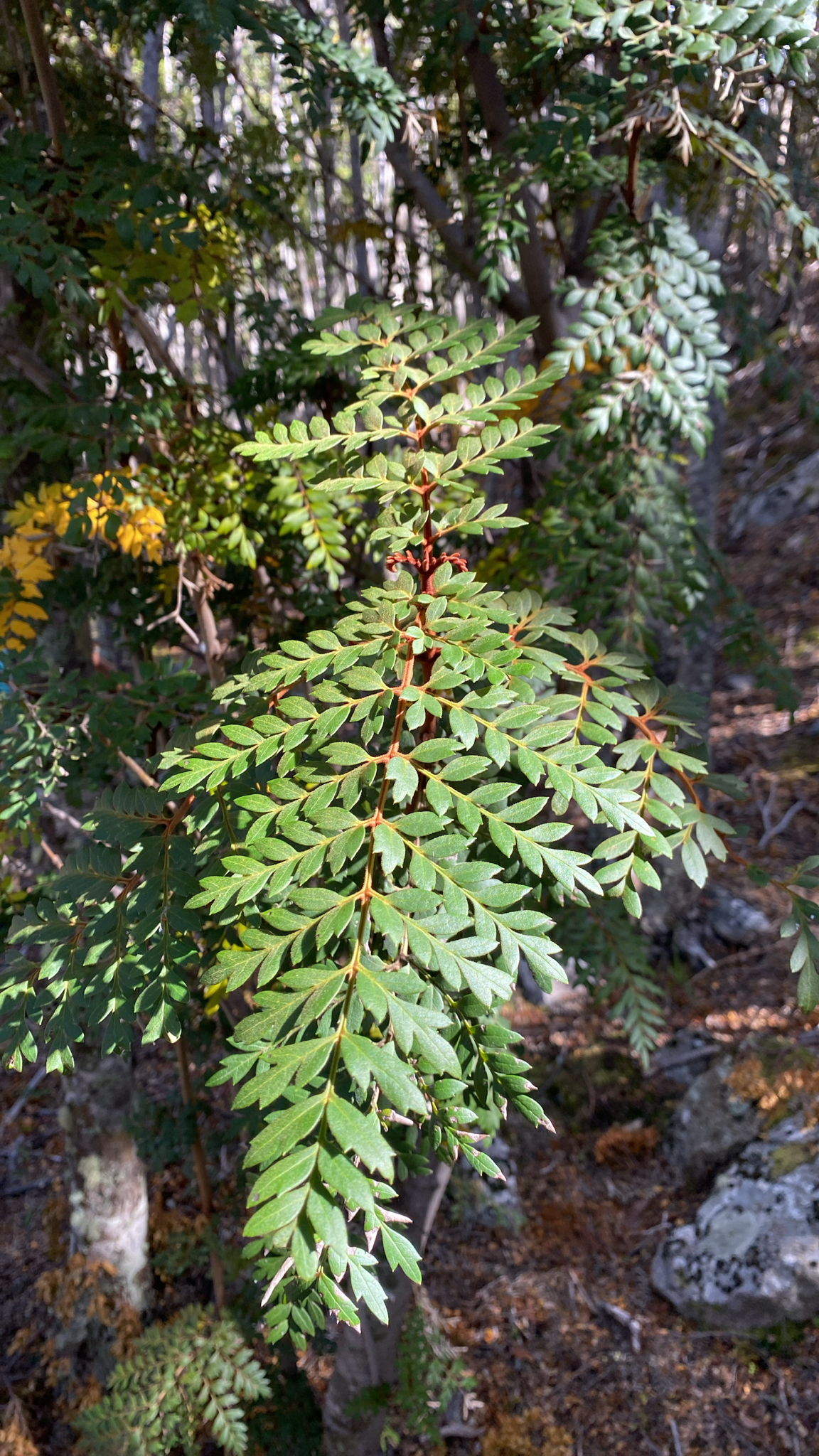 Fuinque (Lomatia ferruginea)